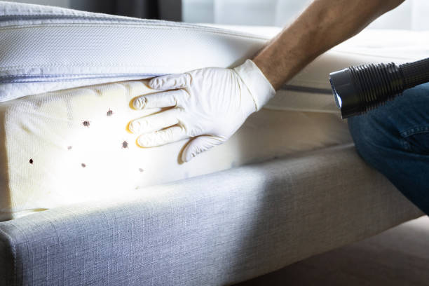 Best Affordable Pest Control Services  in Calcutta, OH
